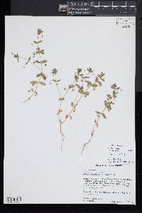 Lysimachia arvensis image