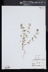 Lysimachia arvensis image