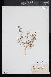 Lysimachia arvensis image