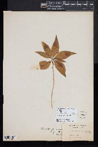 Trientalis borealis image