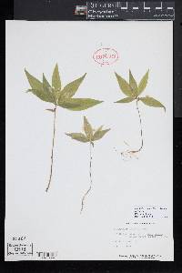 Trientalis borealis image