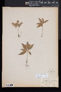 Trientalis borealis image