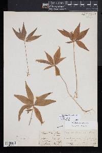 Trientalis borealis image