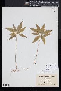 Trientalis borealis image