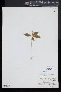 Trientalis borealis image