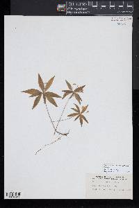 Trientalis borealis image