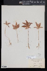 Trientalis borealis image