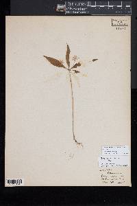 Trientalis borealis image