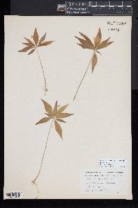 Trientalis borealis image