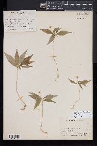 Trientalis borealis image