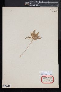 Trientalis borealis image