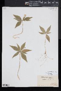 Trientalis borealis image