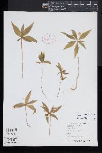 Trientalis borealis image