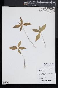 Trientalis borealis image