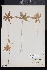 Trientalis borealis image