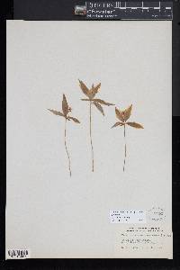 Trientalis borealis image