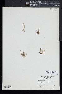 Lysimachia minima image