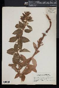 Lysimachia punctata image