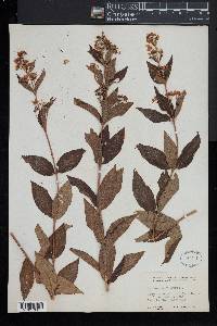 Lysimachia vulgaris image