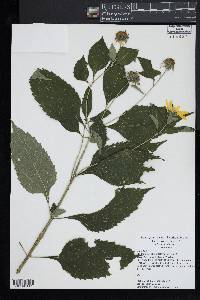 Helianthus tuberosus image