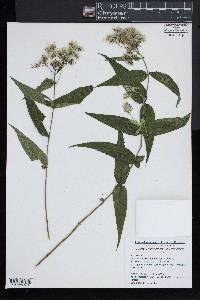 Eupatorium sessilifolium image