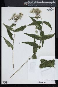 Eupatorium sessilifolium var. sessilifolium image