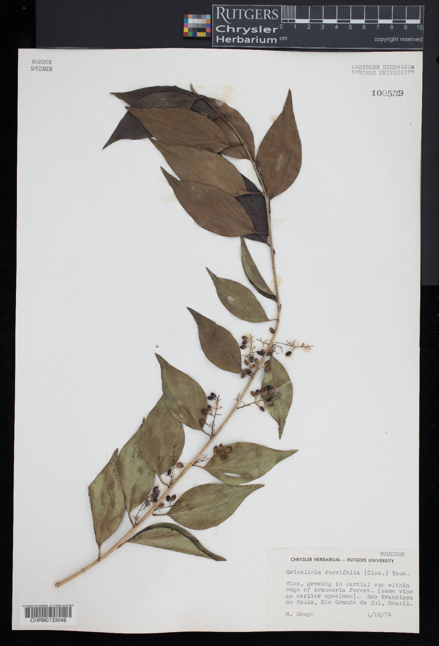 Griselinia ruscifolia image