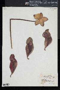 Sarracenia purpurea image