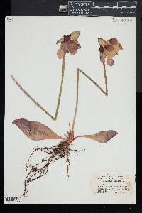 Sarracenia purpurea image