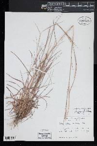 Schizachyrium sanguineum image