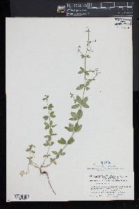 Galium pilosum image