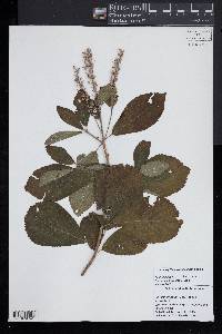 Clethra alnifolia image