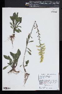 Solidago nemoralis var. nemoralis image