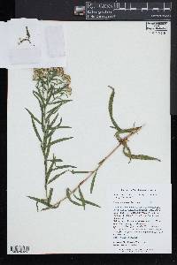 Euthamia lanceolata image