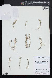 Spergularia rubra image