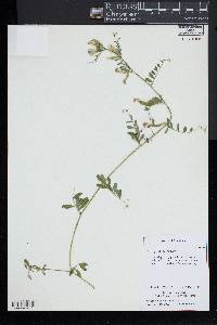 Vicia grandiflora image