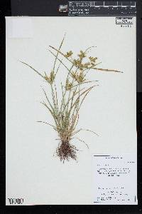 Cyperus iria image