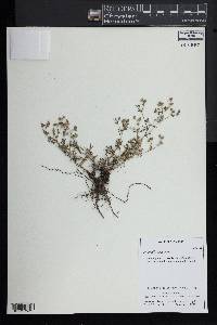 Potentilla argentea image