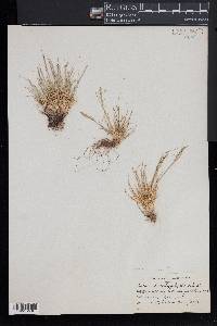 Festuca brachyphylla image