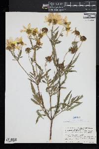 Bidens polylepis image