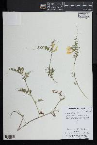 Vicia grandiflora image