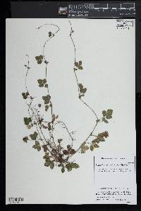 Potentilla indica image