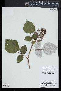 Rubus phoenicolasius image