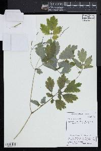 Chelidonium majus image