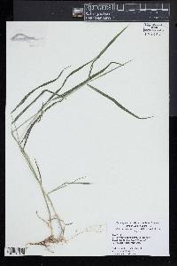 Muhlenbergia sobolifera image