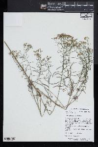 Euthamia caroliniana image