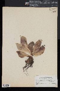 Sarracenia purpurea image