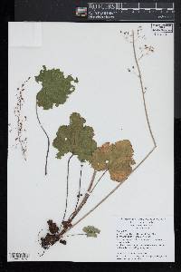 Heuchera americana image