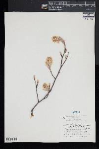 Amelanchier canadensis image