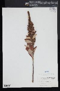 Spiraea tomentosa image